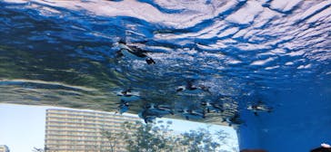 サンシャイン水族館に投稿された画像（2021/3/19）