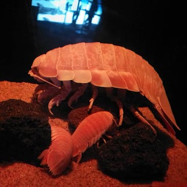 サンシャイン水族館に投稿された画像（2021/3/19）