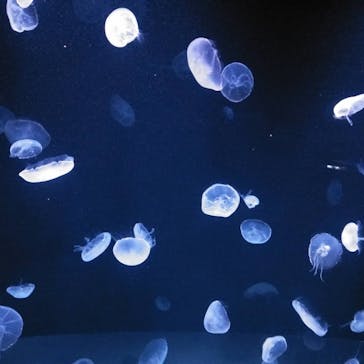 サンシャイン水族館に投稿された画像（2021/3/19）