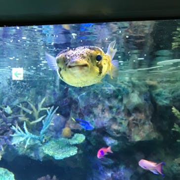 サンシャイン水族館に投稿された画像（2021/3/19）