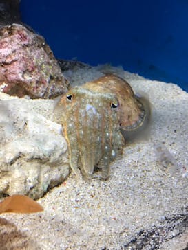 サンシャイン水族館に投稿された画像（2021/3/19）