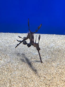 サンシャイン水族館に投稿された画像（2021/3/19）