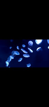 サンシャイン水族館に投稿された画像（2021/3/19）