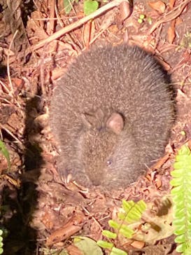 ミッドナイトツアー 奄美に投稿された画像（2021/3/20）