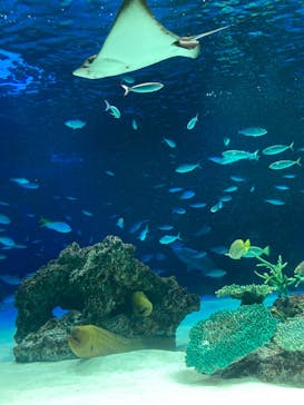 サンシャイン水族館に投稿された画像（2021/3/20）