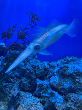 サンシャイン水族館に投稿された画像（2021/3/20）