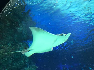 サンシャイン水族館に投稿された画像（2021/3/20）
