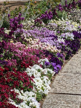 よみうりランド HANA･BIYORIに投稿された画像（2021/3/20）