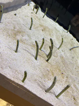 すみだ水族館に投稿された画像（2021/3/20）