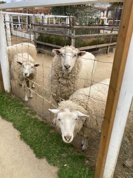 神戸どうぶつ王国に投稿された画像（2021/3/20）