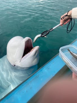 横浜・八景島シーパラダイスに投稿された画像（2021/3/20）
