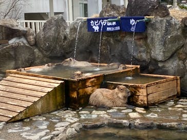 那須どうぶつ王国に投稿された画像（2021/3/20）