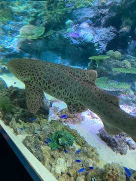 マクセル アクアパーク品川に投稿された画像（2021/3/20）