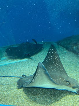 マクセル アクアパーク品川に投稿された画像（2021/3/20）