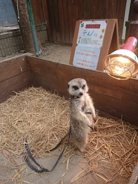 しろとり動物園に投稿された画像（2021/3/20）