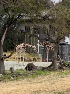 天王寺動物園に投稿された画像（2021/3/20）