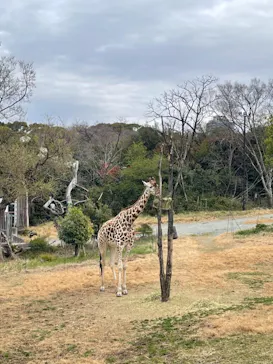 天王寺動物園に投稿された画像（2021/3/20）