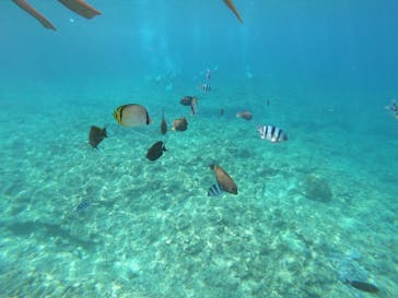 MalDive（モルダイブ）に投稿された画像（2021/3/20）