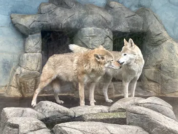 天王寺動物園に投稿された画像（2021/3/20）