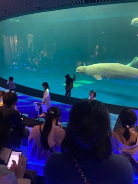 島根県立 しまね海洋館に投稿された画像（2021/3/20）