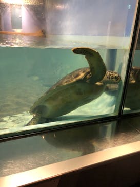 マリンワールド海の中道に投稿された画像（2021/3/20）