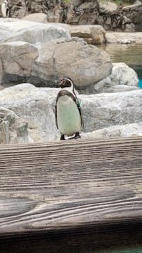よこはま動物園ズーラシアに投稿された画像（2021/3/20）