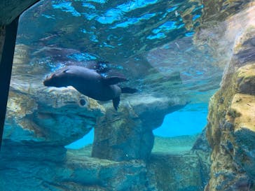 京都水族館に投稿された画像（2021/3/20）