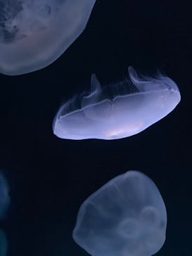 サンシャイン水族館に投稿された画像（2021/3/20）