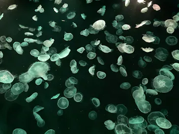 すみだ水族館に投稿された画像（2021/3/20）