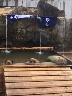 那須どうぶつ王国に投稿された画像（2021/3/20）