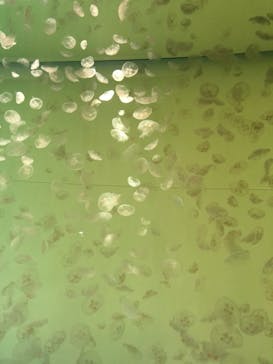 アクアワールド茨城県大洗水族館に投稿された画像（2021/3/20）