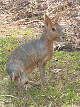 天王寺動物園に投稿された画像（2021/3/20）