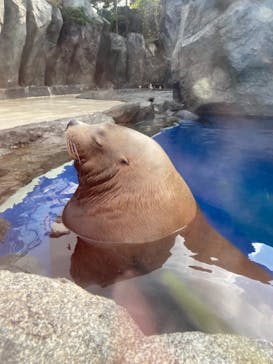鳥羽水族館に投稿された画像（2021/3/20）