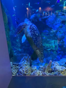 鳥羽水族館に投稿された画像（2021/3/20）