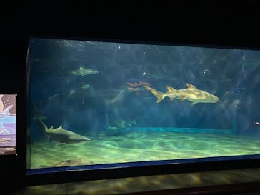 アクアワールド茨城県大洗水族館に投稿された画像（2021/3/20）