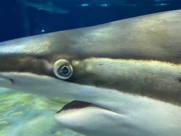 アクアワールド茨城県大洗水族館に投稿された画像（2021/3/20）