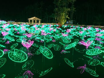 美らヤシパークオキナワ・東南植物楽園に投稿された画像（2021/3/20）