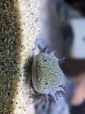 サンシャイン水族館に投稿された画像（2021/3/20）