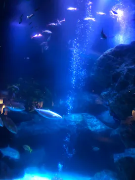 すみだ水族館に投稿された画像（2021/3/20）