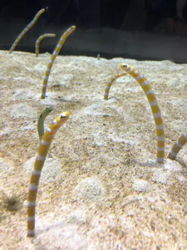 すみだ水族館に投稿された画像（2021/3/20）