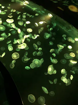 すみだ水族館に投稿された画像（2021/3/20）