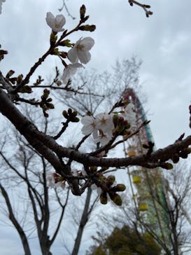 ひらかたパークに投稿された画像（2021/3/20）