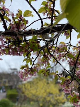 ひらかたパークに投稿された画像（2021/3/20）