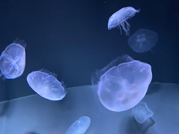 サンシャイン水族館に投稿された画像（2021/3/20）