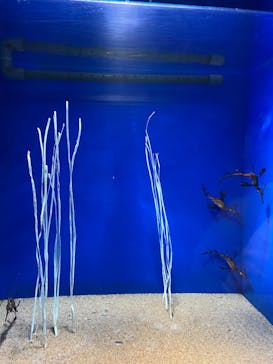 サンシャイン水族館に投稿された画像（2021/3/20）