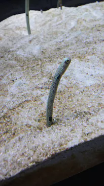 すみだ水族館に投稿された画像（2021/3/20）