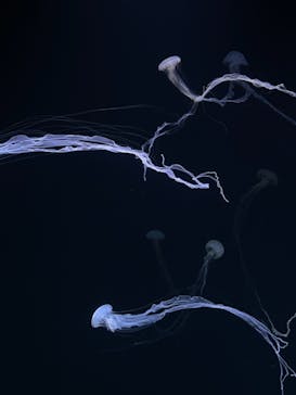 サンシャイン水族館に投稿された画像（2021/3/20）