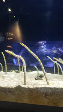 すみだ水族館に投稿された画像（2021/3/20）