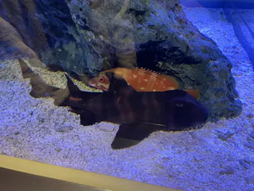 すみだ水族館に投稿された画像（2021/3/20）