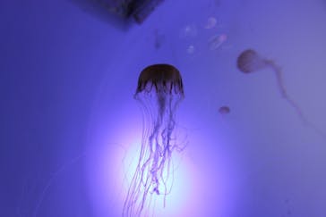サンシャイン水族館に投稿された画像（2021/3/20）